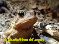 /home//u458753944/public_html/sourcegallery///////////////////////Roxborough Toad Detour/2013-2019/2017/P4110689.JPG